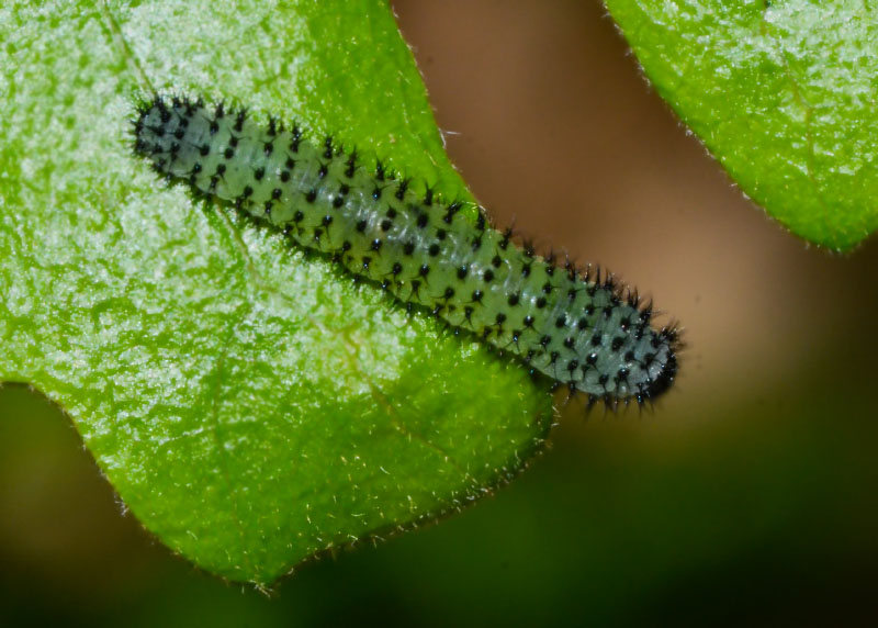 Bruco - No, larva di Periclista sp., Tenthredinidae